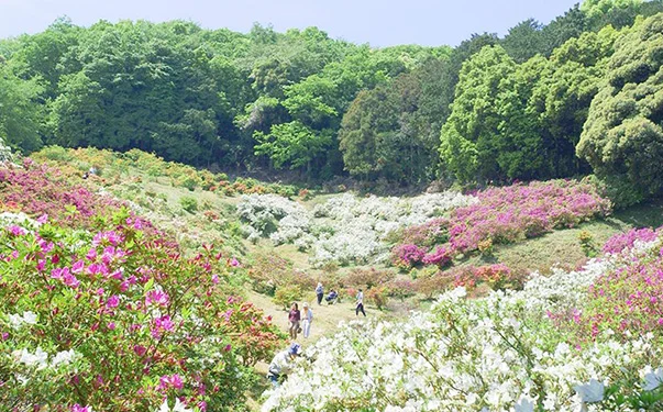 紫陽花