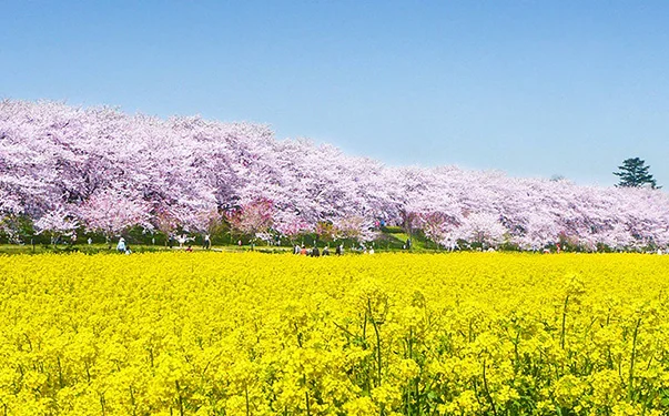 冬桜